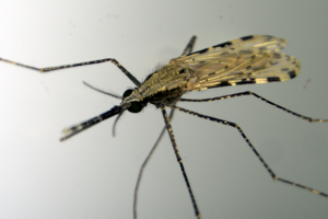 Adult mosquito