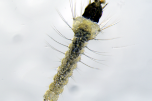 Larva pic